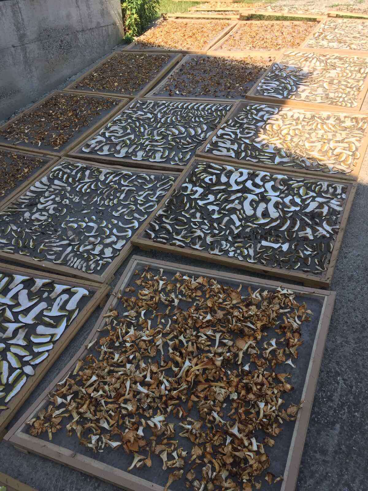 Substrate preparation in a controlled cultivation workspace