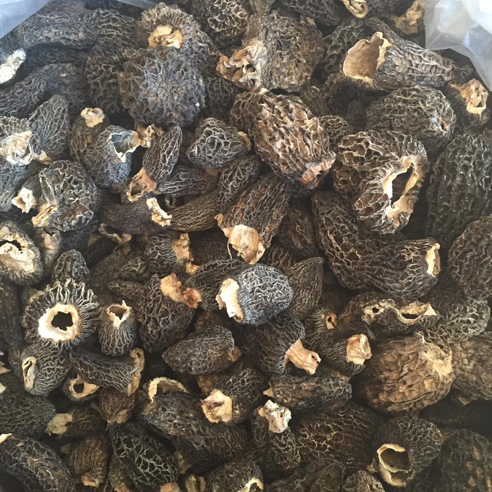 Morels growing in a prepared outdoor trial bed