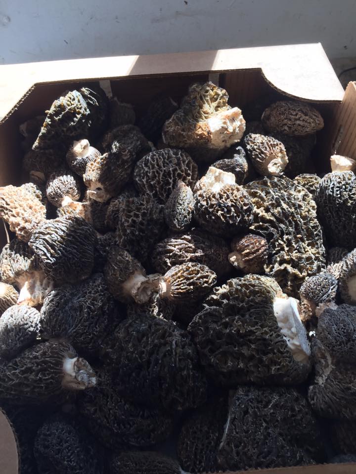 Morels arranged for post-harvest inspection