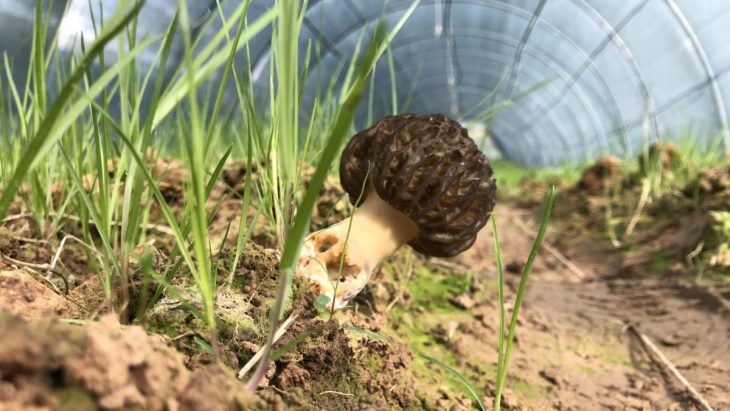 A morel fruiting in a greenhouse cultivation bed